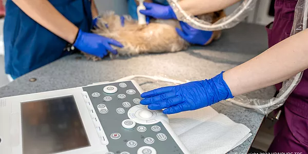 凯柏胶宝®TPE 在兽用医疗设备中的应用